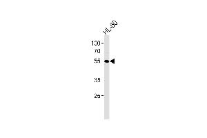 AKT1 Antibody (M) western blot analysis in HL-60 cell line lysates (35 μg/lane). (AKT1 抗体)