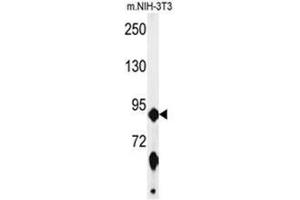 Western blot analysis of ABCF1 Antibody (C-term) in mouse NIH-3T3 cell line lysates (35 µg/lane).