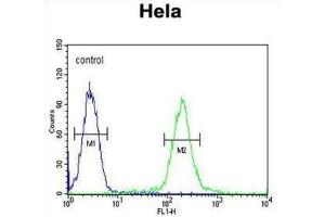 Flow Cytometry (FACS) image for anti-UDP-N-Acetyl-alpha-D-Galactosamine:polypeptide N-Acetylgalactosaminyltransferase 4 (GalNAc-T4) (GALNT4) antibody (ABIN2995560) (GALNT4 抗体)