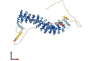 AlphaFold protein structure predicition of Human Recombinant JUP Protein, UniprotID P14923