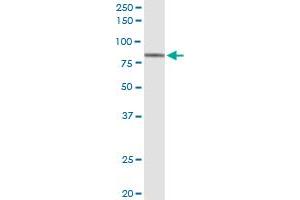 Immunoprecipitation of RFX5 transfected lysate using anti-RFX5 MaxPab rabbit polyclonal antibody and Protein A Magnetic Bead , and immunoblotted with RFX5 purified MaxPab mouse polyclonal antibody (B01P) . (RFX5 抗体  (AA 1-616))