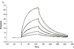 Anti-GPA Antibody immobilized on CM5 Chip can bind Human GPA, hFc Tag with an affinity constant of 1.