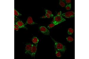 Confocal immunofluorescence image of HepG2 cells stained with GPX4 / MCSP Mouse Monoclonal Antibody (LHM 2) followed by Goat anti-Mouse CF488 (green). (GPX4 抗体)