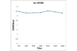 Antigen: 0. (SYK 抗体  (pTyr525, pTyr526))