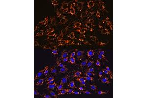 Immunofluorescence analysis of C6 cells using HSP60/HSPD1 Rabbit mAb (ABIN1680746, ABIN3015220, ABIN3015221 and ABIN7101321) at dilution of 1:100 (40x lens).