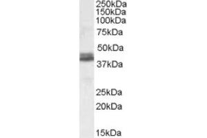 Image no. 1 for anti-NudE Nuclear Distribution E Homolog (A. Nidulans)-Like 1 (NDEL1) (both Isoforms), (Internal Region) antibody (ABIN375101) (NDEL1 抗体  (both Isoforms, Internal Region))