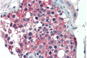 Human Testis (formalin-fixed, paraffin-embedded) stained with ALDH1A1 antibody ABIN337223 at 2. (ALDH1A1 抗体  (AA 476-488))