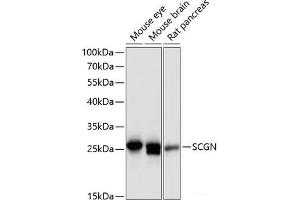 Western blot analysis of extracts of various cell lines using SCGN Polyclonal Antibody at dilution of 1:3000. (SCGN 抗体)