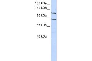 WB Suggested Anti-CEBPZ Antibody Titration:  0. (CEBPZ 抗体  (Middle Region))
