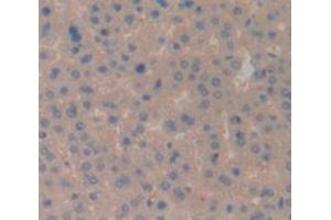 IHC-P analysis of Rat Tissue, with DAB staining. (CD3D 抗体  (AA 22-106))