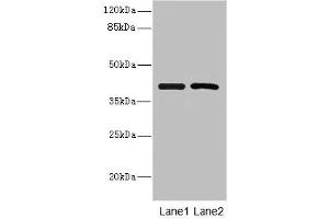 Western blot All lanes: INHBC antibody at 5.