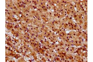 IHC image of ABIN7170912 diluted at 1:600 and staining in paraffin-embedded human adrenal gland tissue performed on a Leica BondTM system. (SUCLG1 抗体  (AA 210-316))