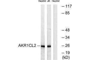 Western blot analysis of extracts from HepG2 cells and Jurkat cells, using AKR1CL2 antibody. (AKR1E2 抗体  (Internal Region))