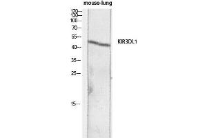 Western Blot (WB) analysis of Mouse Lung lysis using KIR3DL1 antibody. (KIR3DL1 抗体)
