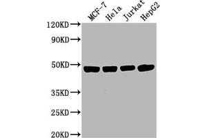 Western Blotting (WB) image for anti-Enolase 1 (ENO1) (AA 2-434) antibody (ABIN7143869)