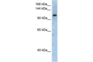 Western Blotting (WB) image for anti-PRP6 Pre-mRNA Processing Factor 6 Homolog (PRPF6) antibody (ABIN2462245) (PRP6/ANT-1 抗体)