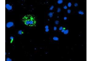 Anti-CAMLG mouse monoclonal antibody (ABIN2455581) immunofluorescent staining of COS7 cells transiently transfected by pCMV6-ENTRY CAMLG (RC218292). (CAMLG 抗体)