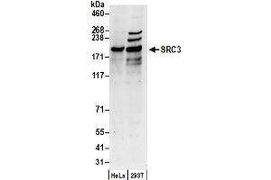 Western Blotting (WB) image for anti-Nuclear Receptor Coactivator 3 (NCOA3) (AA 900-950) antibody (ABIN7450770)