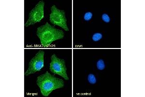 (ABIN185503) Immunofluorescence analysis of paraformaldehyde fixed U2OS cells, permeabilized with 0.