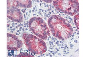 ABIN334341 (5µg/ml) staining of paraffin embedded Human Small Intestine. (AGR2 抗体  (Internal Region))