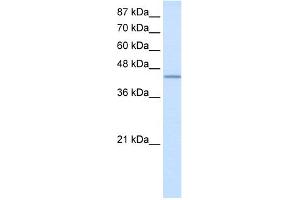 WB Suggested Anti-RBM9 Antibody Titration:  2. (RBM9 抗体  (N-Term))