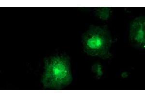 Anti-FDFT1 mouse monoclonal antibody (ABIN2454970) immunofluorescent staining of COS7 cells transiently transfected by pCMV6-ENTRY FDFT1 (RC201392). (FDFT1 抗体)