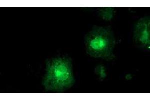 Anti-FDFT1 mouse monoclonal antibody (ABIN2454970) immunofluorescent staining of COS7 cells transiently transfected by pCMV6-ENTRY FDFT1 (RC201392). (FDFT1 抗体)