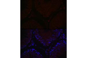 Immunofluorescence analysis of rat testis cells using S Rabbit pAb (ABIN7270138) at dilution of 1:100 (40x lens). (SALL4 抗体  (AA 853-1053))
