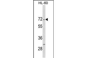 Western blot analysis of HIPK4 C-term in HL-60 cell line lysates (35ug/lane) (HIPK4 抗体  (C-Term))