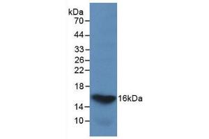 Western blot analysis of recombinant Human GAL2. (Galectin 2 抗体  (AA 1-132))