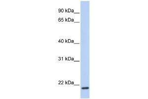 TMEM35 antibody used at 1 ug/ml to detect target protein. (TMEM35 抗体  (C-Term))