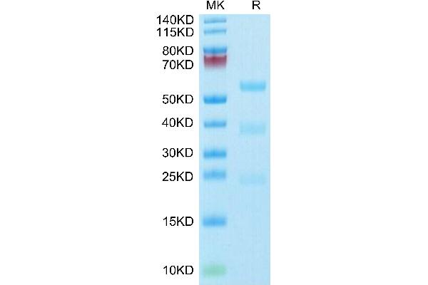 PLAU Protein (AA 21-431) (His-Avi Tag,Biotin)