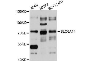 Western blot analysis of extracts of various cell lines, using SLC6A14 antibody (ABIN5998876) at 1/1000 dilution. (Slc6a14 抗体)