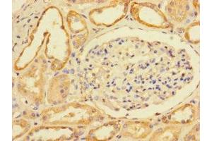 Immunohistochemistry of paraffin-embedded human kidney tissue using ABIN7174868 at dilution of 1:100 (LY6G6D 抗体  (AA 11-240))