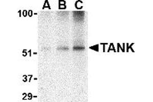 Western Blotting (WB) image for anti-TRAF Family Member-Associated NFKB Activator (TANK) (C-Term) antibody (ABIN1030721) (TANK 抗体  (C-Term))
