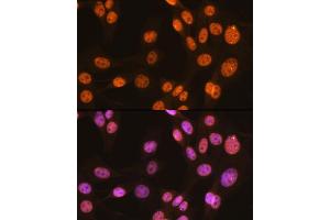 Immunofluorescence analysis of NIH-3T3 cells using PTBP1 Rabbit mAb (ABIN7269464) at dilution of 1:100 (40x lens). (PTBP1 抗体)