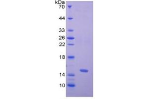 SDS-PAGE of Protein Standard from the Kit (Highly purified E.