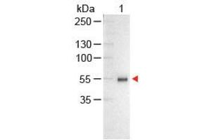 Image no. 1 for Chicken anti-Human IgG (Whole Molecule) antibody (Alkaline Phosphatase (AP)) (ABIN300616) (小鸡 anti-人 IgG (Whole Molecule) Antibody (Alkaline Phosphatase (AP)))