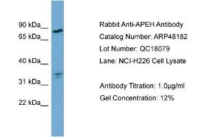 WB Suggested Anti-APEH  Antibody Titration: 0. (APEH 抗体  (Middle Region))
