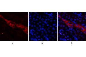 Immunofluorescence analysis of mouse kidney tissue.