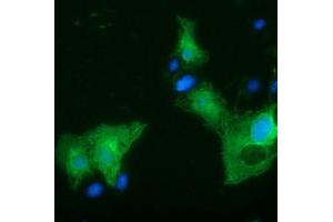Anti-SLFNL1 mouse monoclonal antibody (ABIN2453650) immunofluorescent staining of COS7 cells transiently transfected by pCMV6-ENTRY SLFNL1 (RC205566). (Schlafen-Like 1 抗体)