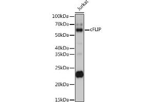 Western Blotting (WB) image for anti-CASP8 and FADD-Like Apoptosis Regulator (CFLAR) (AA 161-480) antibody (ABIN3016247)