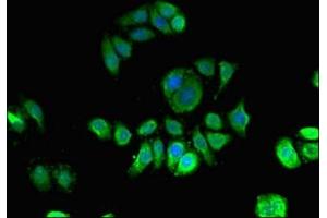 Immunofluorescence (IF) image for anti-Karyopherin (Importin) alpha 4 (KPNA4) (AA 51-239) antibody (ABIN7156122)