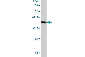 Western Blot detection against Immunogen (37. (HECTD1 抗体  (AA 3-110))