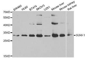 Western blot analysis of extracts of various cell lines, using SURF1 antibody. (SURF1 抗体  (AA 80-275))