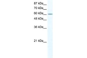 WB Suggested Anti-FUBP1 Antibody Titration:  2. (FUBP1 抗体  (N-Term))