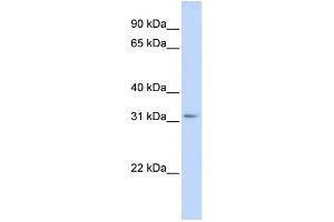 WB Suggested Anti-SCGN Antibody Titration:  0. (SCGN 抗体  (Middle Region))