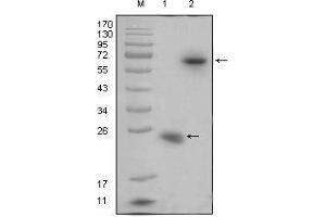 Western blot analysis using R-spondin1 mouse mAb against recombinant R-spondin1 protein (1) and R-spondin1(aa21-263)-hIgGFc transfected HEK293 cell lysate(2). (RSPO1 抗体)