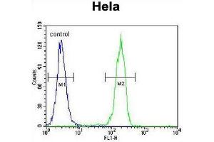 CCNG1 Antibody (C-term) flow cytometric analysis of Hela cells (right histogram) compared to a negative control cell (left histogram). (Cyclin G1 抗体  (C-Term))