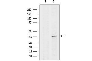 Western blot analysis of lysates from 3, using CDK3 Antibody.